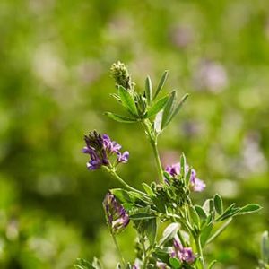 Alfalfa