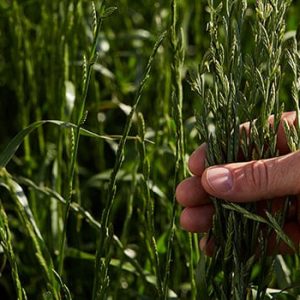 Annual Ryegrass