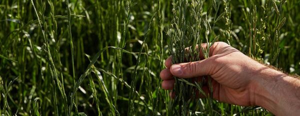 Annual Ryegrass
