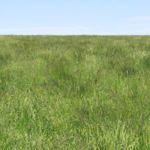 Creeping Red Fescue