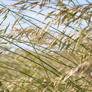 Native Grass