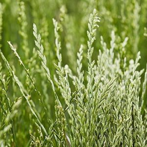 Perennial Ryegrass