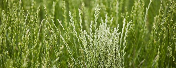 Perennial Ryegrass