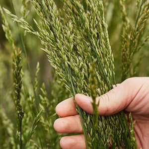 Tall Fescue