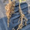 Osmium Chickpea - Image 4