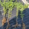 Osmium Chickpea - Image 5