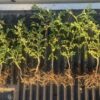 Osmium Chickpea - Image 2