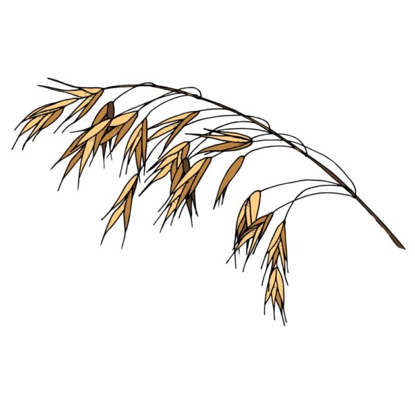 Nodding Brome