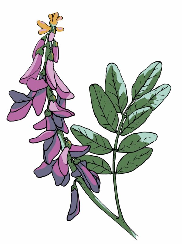 Northern Sweetvetch